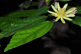 Image result for Glyphaea