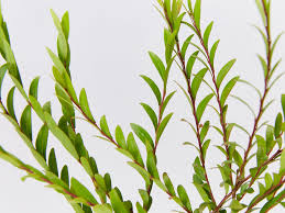 Image result for Phyllanthus parvus