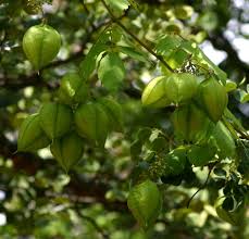 Image result for Cardiospermum grandiflorum