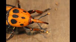 Image result for Rhynchosia ferruginea