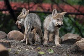 Four days later they were joined by another six wolves. Wolves Latest News Breaking Stories And Comment The Independent