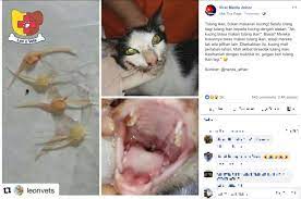 Sebagai bonus tambahan, makanan kucing kering ini. Tulang Ikan Bukan Makanan Kucing Alasan Dah Biasa Makan Boleh Bawa Maut Viral Mstar