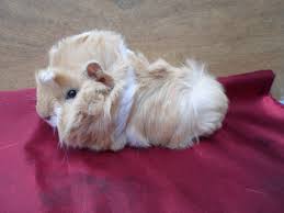 Grooming an abyssian guinea pig with short hair toilletage et coiffure de vanille (le nom a été modifié) un cochon d'inde péruvien à poils longs. Guinea Pig Rodents For Sale Chicopee Ma 184391