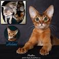 Abyssinian Kittens for Sale - Adoptapet