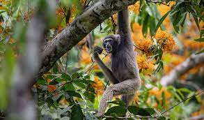 Image result for Hylebates