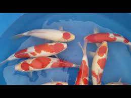 Maybe you would like to learn more about one of these? Kc Merah Putih Koi S 2019 5 Youtube