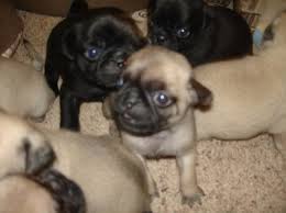 Maybe you would like to learn more about one of these? Pug Puppy Dog For Sale In Springfield Illinois