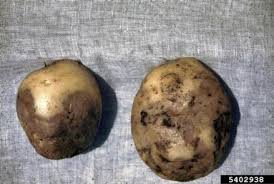 A mold (us) or mould (uk / nz / au / za / in / ca / ie) is a fungus that grows in the form of multicellular filaments called hyphae. Vegetable Potato Identifying Diseases Umass Center For Agriculture Food And The Environment