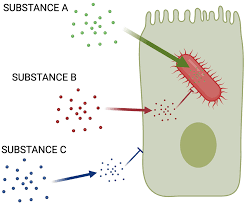 Image result for Intracellular Bacteria