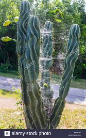 Trout can never prove otherwise, and never should have tried. San Pedro Kaktus Stockfotos Und Bilder Kaufen Alamy
