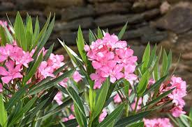 Image result for Sphaeropsis tumefaciens oleander symptoms