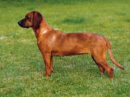 bayerische gebirgsschweisshunde wild und hund