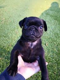 With over 50,000 puppies for sale and 100,000+ active dog breeders, you're sure to find the perfect puppy. Puppies Dogs For Sale In Brisbane Sydney Melbourne