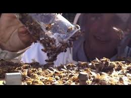 What Do You Do When A Swarm Of Honey Bees Land On Your Property Rob Mcfarland From Honeylove Org Walks You Through The Easy Steps Bee Keeping Bee Raising Bees
