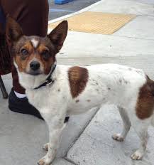 Black And White Rat Terrier Chihuahua Mix Rat Terrier Chihuahua Mix 1 Yr Old 7 Lbs Santa Ana Ca Wendy Rat Terriers Chihuahua Mix Chihuahua