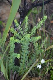 Image result for Plecostachys