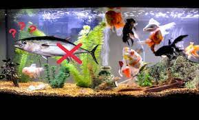 Although beautiful, saltwater fish can be more temperamental and difficult to keep than freshwater species.place a couple of inches of gravel or sand into the tank. Why Can T Saltwater Fish Live In Freshwater And Vice Versa