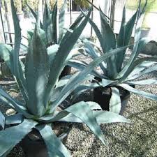 Check spelling or type a new query. Spiky Plants Trees Enquire Online Architectural Plants