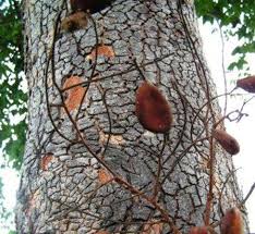 Image result for Xeroderris stuhlmannii