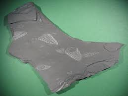 Image result for Dignathia gracilis