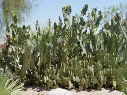 But what happens if you come across a cactus that shoots needles? Beware The Prickly Pear Cactus Orange County Register