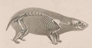 Skeleton Of European Hamster Hamster Skelett Tattoo Ideen