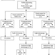 Flow Chart Of Tissue Handling In The Study Download