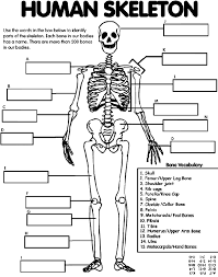 The 200 bones of the human body act as a scaffold, providing support, protection, facilitating locomotion, and even storing various cells and. Human Skeleton Coloring Page Crayola Com