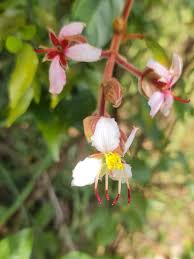 Image result for Dichaetanthera corymbosa