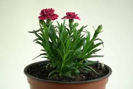 Dianthus had a short blooming season until 1971, when a breeder learned how to grow forms that did not set seed and, therefore, have a prolonged bloom period. Dianthus Flowers Buying Growing Guide Trees Com