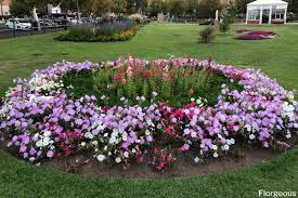 Do you know where to find these ornamental cabbage plants on the. 28 Best Colorful Annual Flowers That Bloom All Year Round With Pictures Florgeous