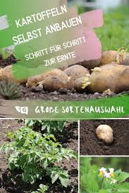 Sie sind starkzehrer und laugen den boden aus. Kartoffeln Selbst Anbauen Tipps Zum Kartoffelanbau Gartendialog De Kartoffeln Pflanzen Kartoffeln Anbauen Kartoffelpflanzen