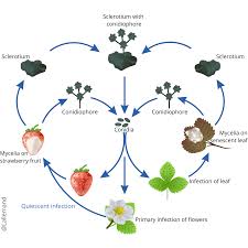 Image result for Botrytis cinerea