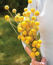 We did not find results for: Growing Craspedia How To Sow Care For Harvest Johnny S Selected Seeds