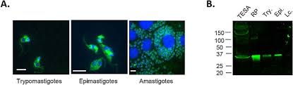 A Novel Trypanosoma Cruzi Secreted Antigen As A Potential Biomarker Of Chagas Disease Scientific Reports