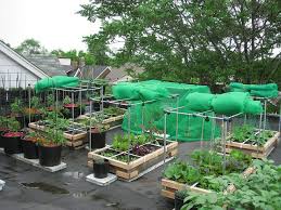 Rooftop Vegetable Garden 2010 Terraced Vegetable Garden Rooftop Garden Urban Rooftop Garden