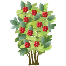 Image result for Coffea sp. A