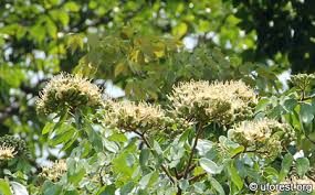Image result for Hymenaea courbaril