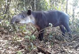 While 15 species of tapirs have gone extinct during that time, the four or five remaining species have evolved extraordinarily little when compared to those early ancestors. Tapire Wikipedia