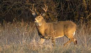 We did not find results for: Where The Big Bucks Grow