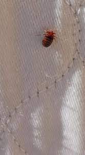 Claim your listing | testimonials. Pest Control Experts Tucson Pest Removal Concerns