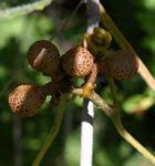 Image result for Ampelocissus obtusata
