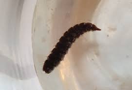 The woman, from the hunter region in new south wales, said she. Fly Larva Found In Toilet What S That Bug
