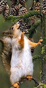 An american red squirrel chews on a pine cone, its favorite food, in maine's acadia national park. All You Can Eat Pine Cone Buffet Cute Squirrel Squirrel Pet Birds