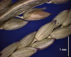 Image result for Digitaria longiflora