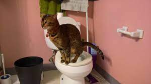 You Can Train Your Cat To Use The Toilet Just Don T Expect It To Flush The Washington Post