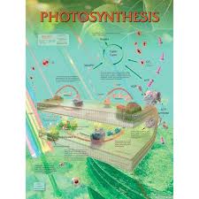 photosynthesis chart