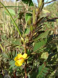 Image result for Chamaecrista mimosoides
