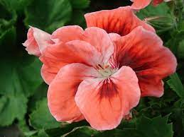 Pin On Flowers Geraniums Pelargonium