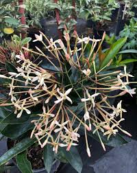 Image result for Ixora seretii